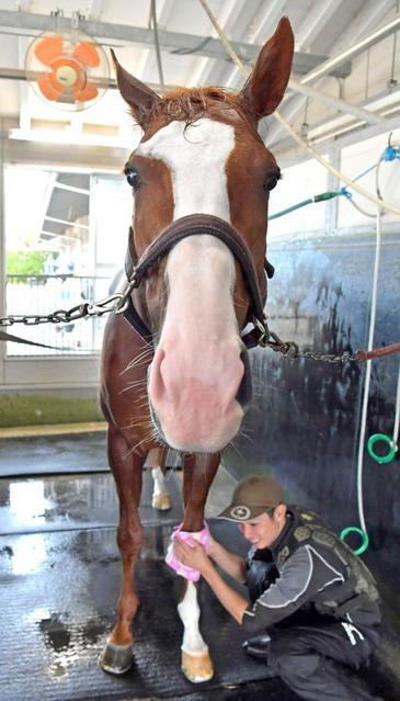 【みやこS】インティ反撃!斤量59キロ問題なし 野中師「仕上がり過ぎている」