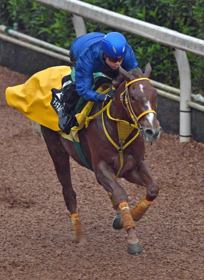 　迫力十分に栗東坂路を駆け上がったマイネルグリット（撮影・石湯恒介）