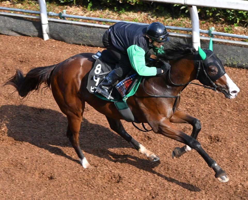 土曜東京の危険な人気馬/競馬・レース/デイリースポーツ online