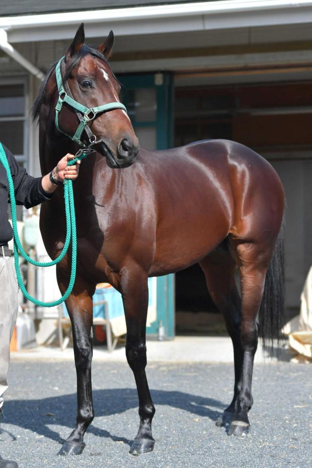 　史上７頭目の同一年マイルＧ１連覇を狙うインディチャンプ