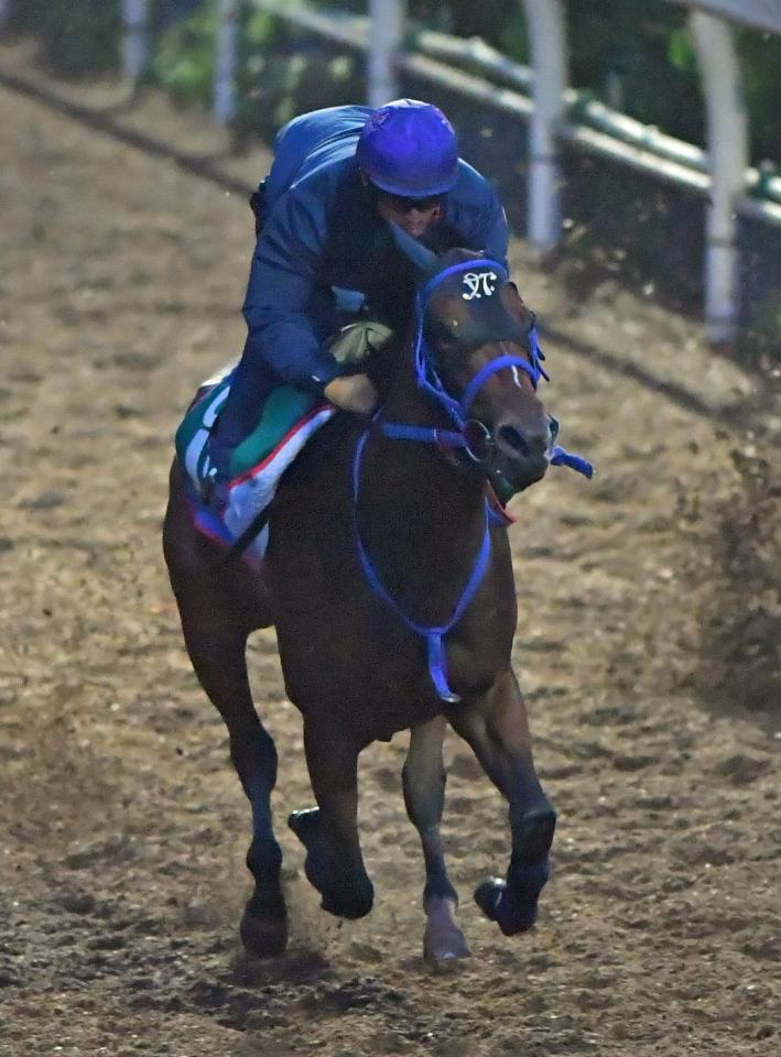 万両賞に出走するカイルアコナ