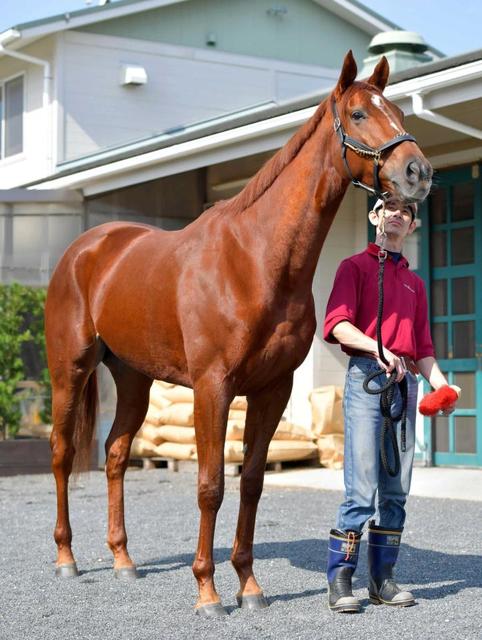 香港ヴァーズ ラッキーライラック 環境慣れて順調に調整 競馬 レース デイリースポーツ Online