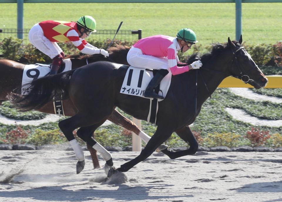 昨年１１月にデビュー勝ちしたナイルリバー＝東京競馬場