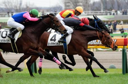 接戦を制したロッタチャンセズ＝東京競馬場