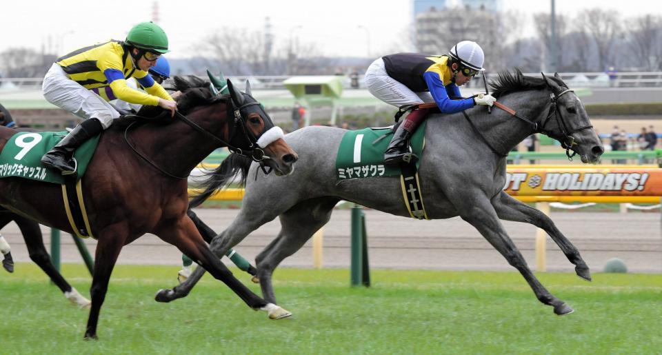 デイリー杯クイーンＣを制したミヤマザクラ（右）＝東京競馬場