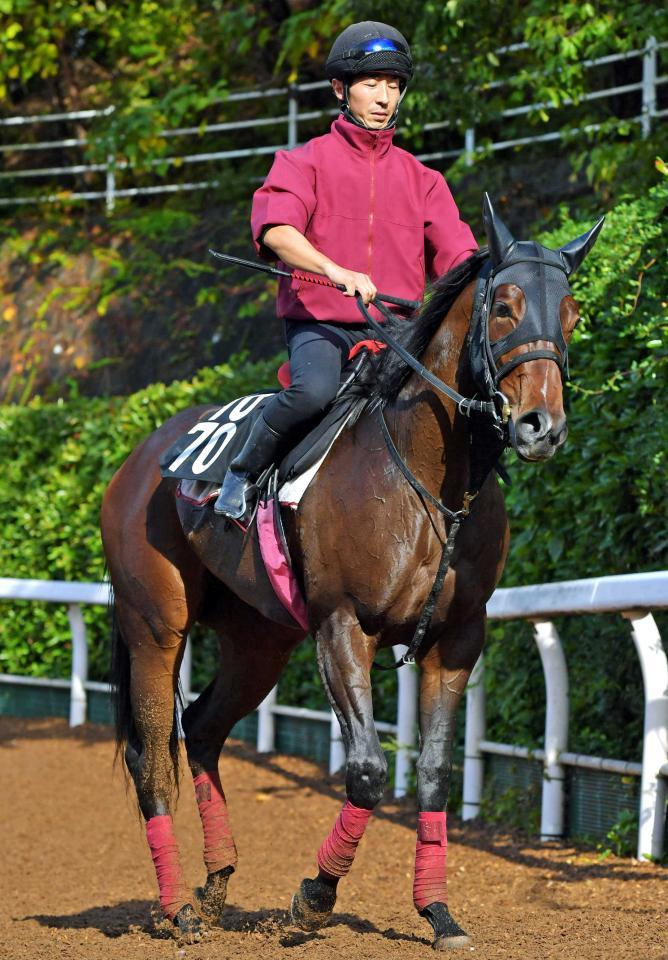 日曜京都の危険な人気馬/競馬・レース/デイリースポーツ online