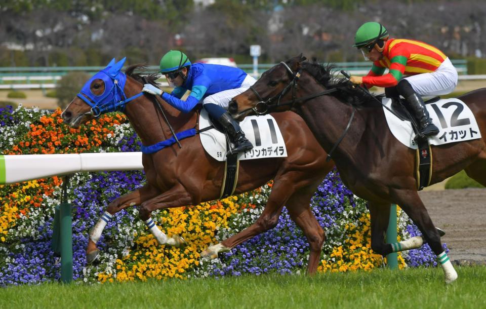 　最内から差し切るトリンカデイラ（左）＝阪神競馬場（撮影・石湯恒介）