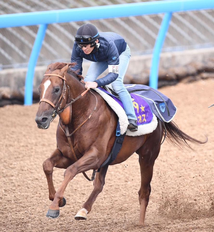 　美浦Ｗ３頭併せで追い切ったサリオス＝美浦トレセン（撮影・園田高夫）