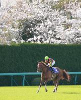 　大阪杯を制し、満開の桜を背に引き揚げるラッキーライラックとＭ・デムーロ（撮影・坂部計介）