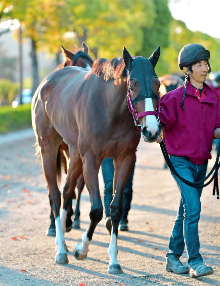 　福永と３歳マイルＧ１を狙うギルデッドミラー（撮影・石湯恒介）