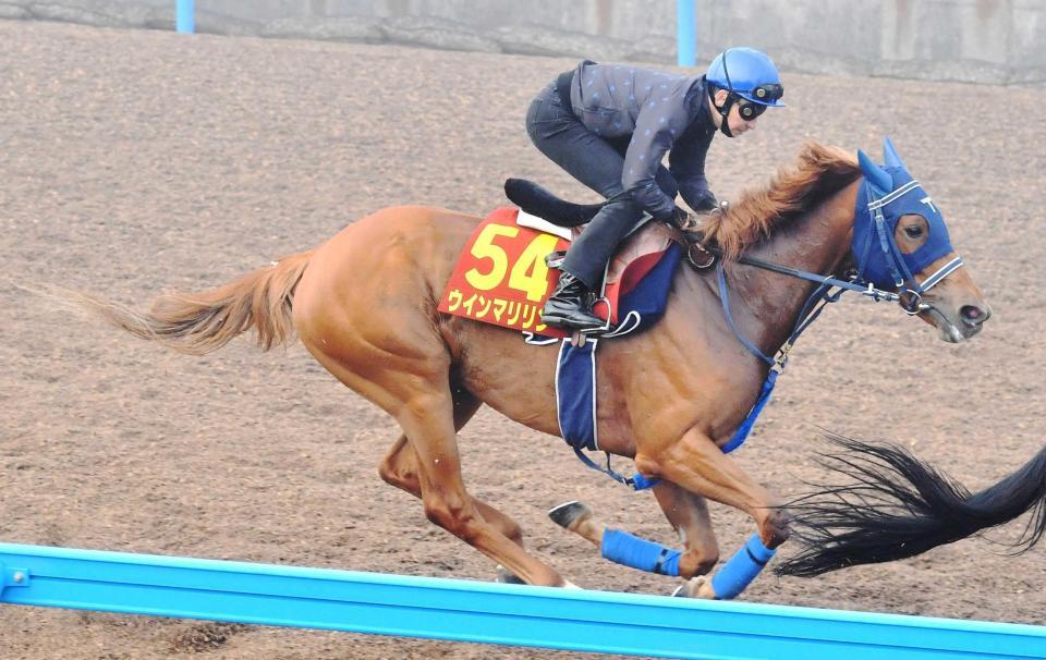 　３連勝での頂点獲りを狙うウインマリリン