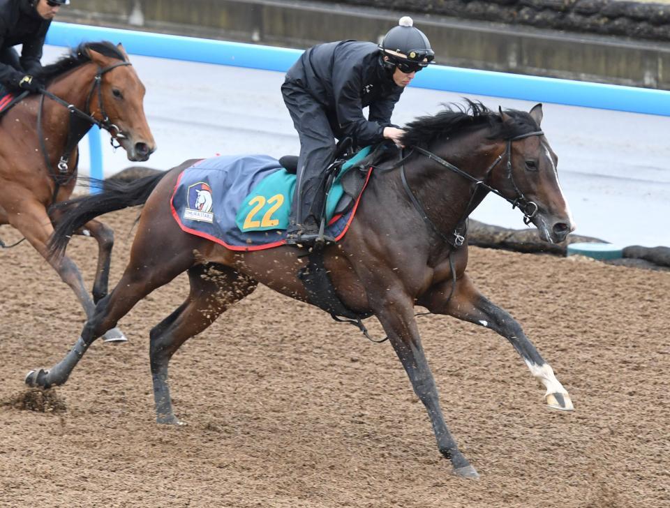 デビューに向けて調整が進むレガトゥス