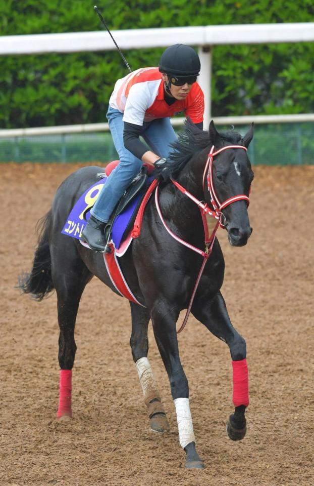 　無敗２冠なるか注目のコントレイル