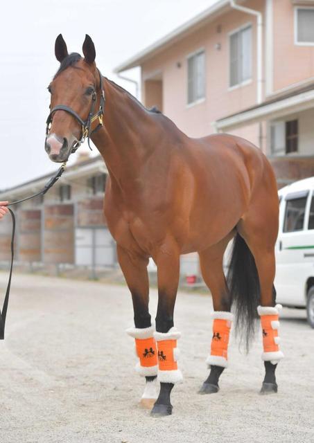 マーメイドｓ センテリュオ無冠返上へ能力全開 高野師 課題挙げるも 状態安定 競馬 レース デイリースポーツ Online