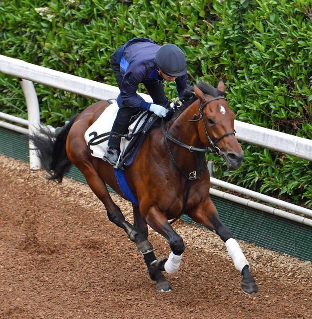 エプソムｃ アイスストーム準備万端 吉村師も状態に太鼓判 競馬 レース デイリースポーツ Online