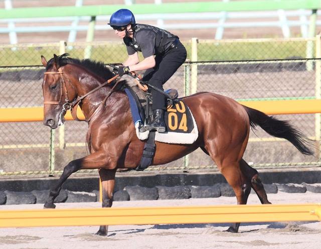 カフェファラオはジャパンダートダービー参戦へ コンビは引き続きレーンに 競馬 レース デイリースポーツ Online