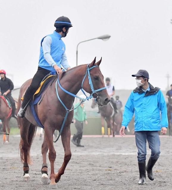 【アイビスSD】ライオンボス、連覇へ態勢万全 鮫島駿「特別な馬。思い強い」