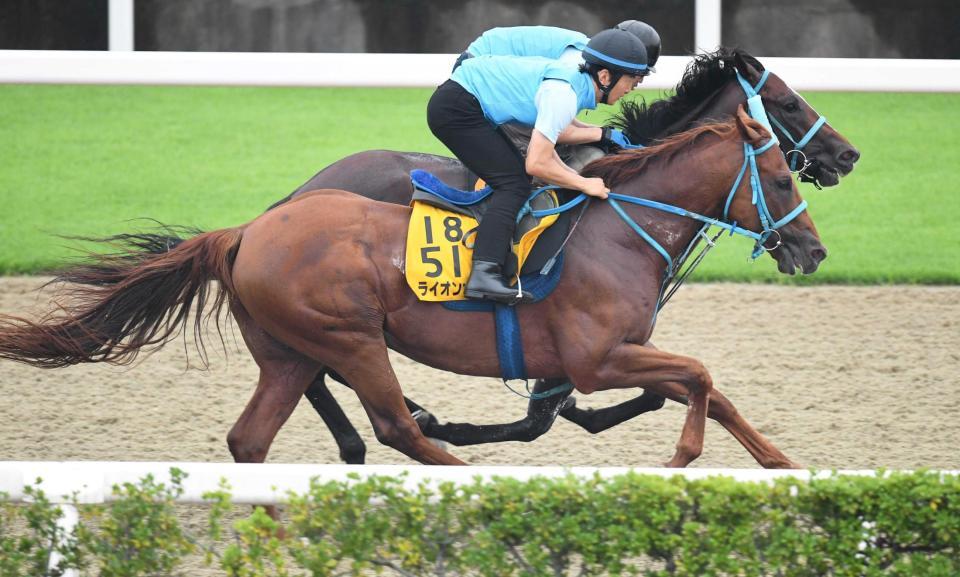 　パートナーと馬体を合わせるライオンボス（手前）
