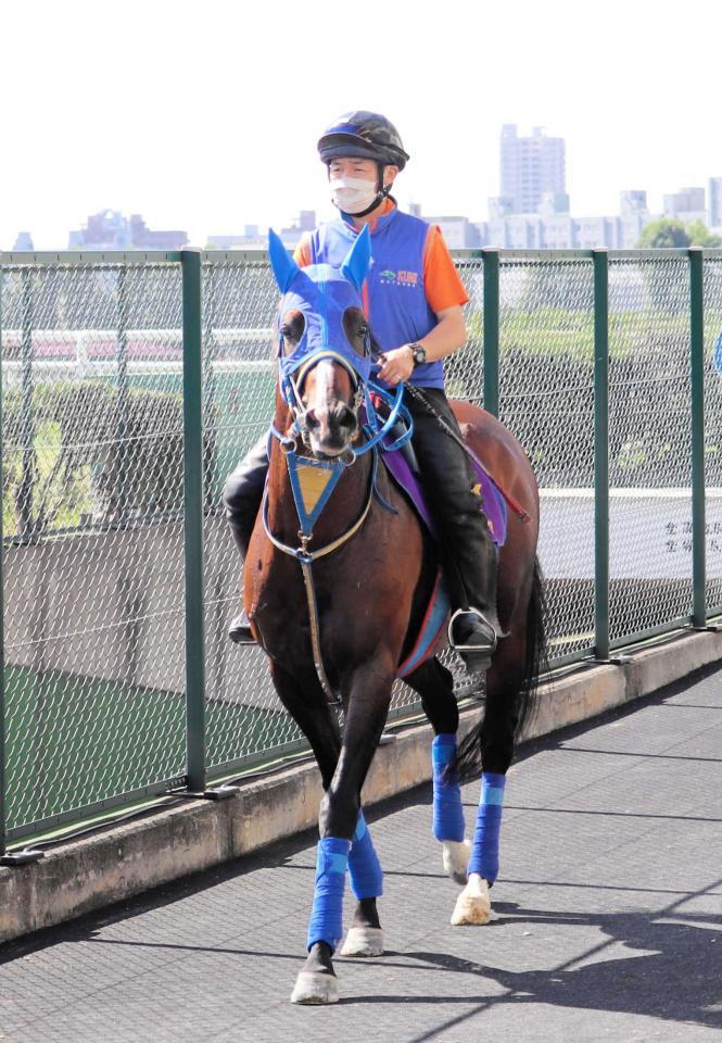 　順調な仕上がりを見せるタイムフライヤー（撮影・大西修平）