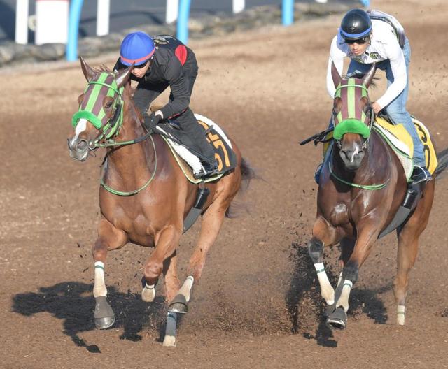 ヨカヨカは小倉に滞在し ひまわり賞へ ｐｏｇ特選情報 競馬 レース デイリースポーツ Online