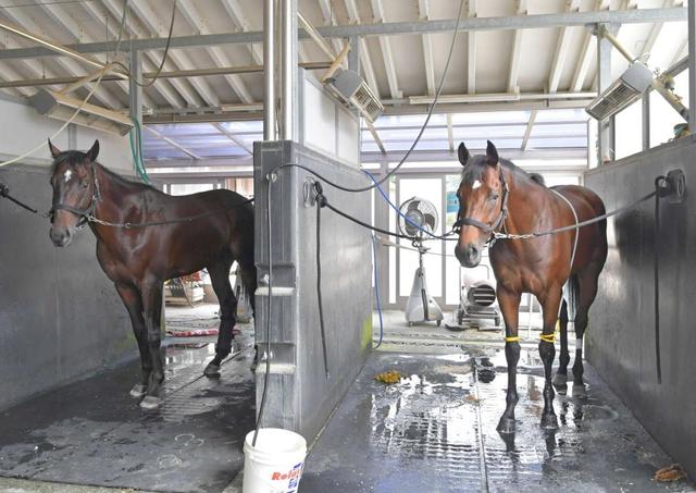 【スプリンターズＳ】ダノンスマッシュ機は熟した！安田厩舎２頭がレース史上初父子制覇狙う