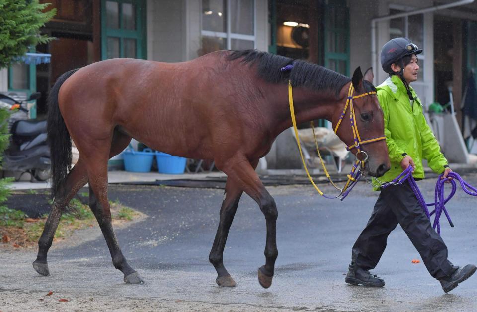 　陣営が能力の高さに期待するレッツゴーアスク