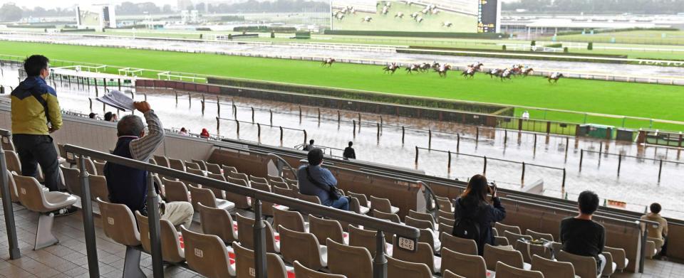 　スタンドで観戦するファン＝東京競馬