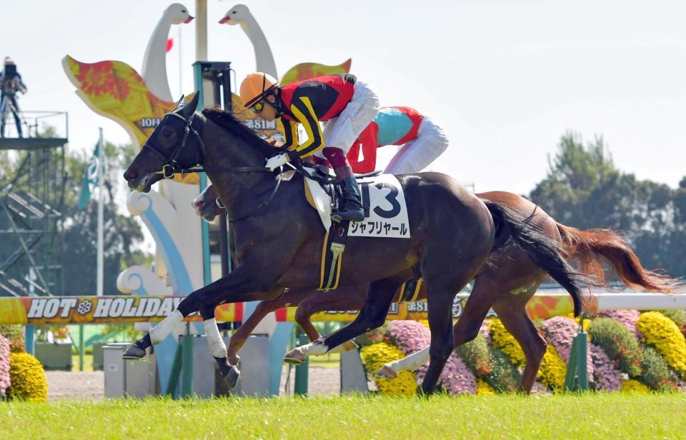 新馬戦を快勝したシャフリヤール＝京都競馬場（撮影・石湯恒介）