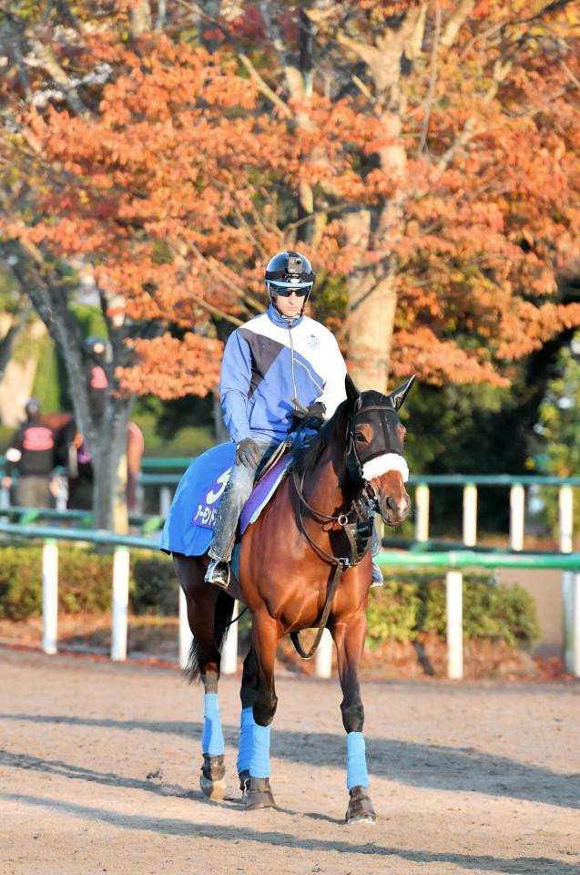  紅葉をバックにルメールを背に悠然と歩くアーモンドアイ（撮影・園田高夫）