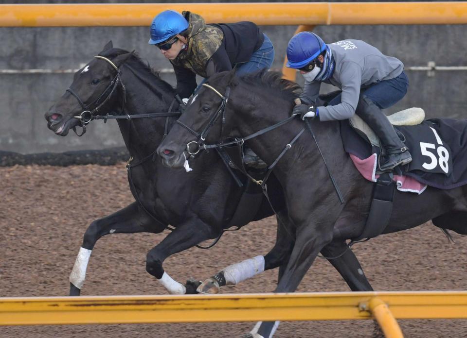 　重賞初Ｖを目指すレッドベルオーブ（左）は力強い動きを披露（撮影・佐々木彰尚）