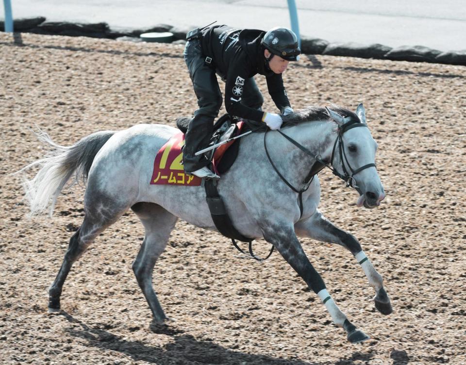 　美浦Ｗで追い切ったノームコア＝美浦トレセン