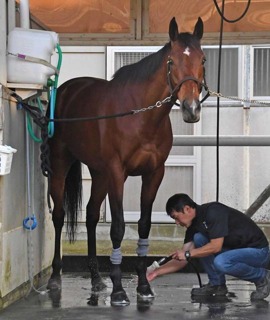 【ジャパンＣ】３強決戦、勝つならどの馬？競馬関係者にアンケート　一番多かったのは…