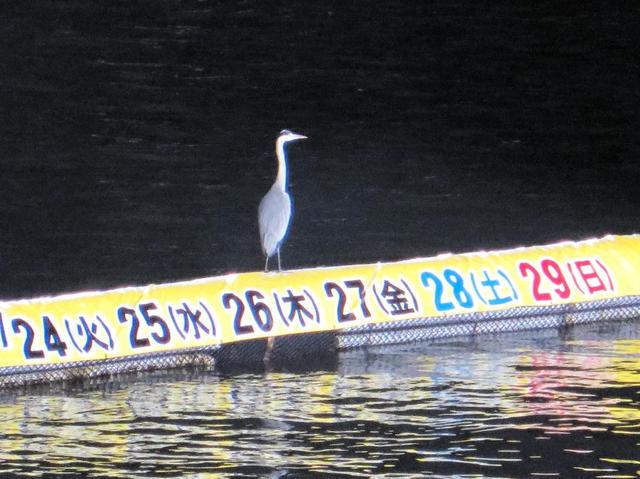 【ボート】蒲郡ＳＧの激しい賞金バトルを見守る鳥が出現