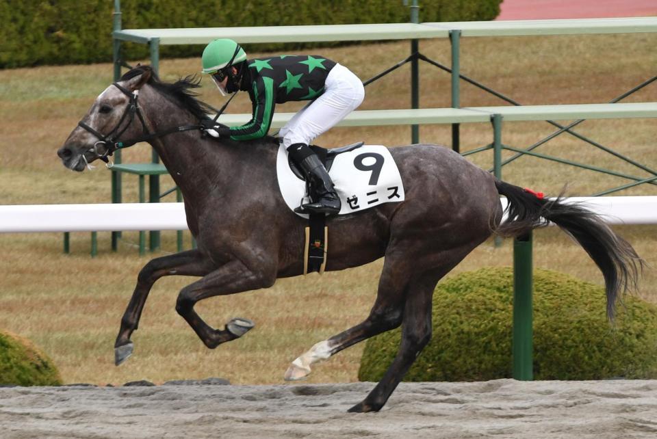 　阪神４Ｒ新馬戦を制したゼニス（撮影・佐々木彰尚）