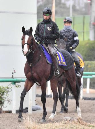 　山田とのコンビで挑むビゾンテノブファロ