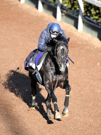 ステラヴェローチェ