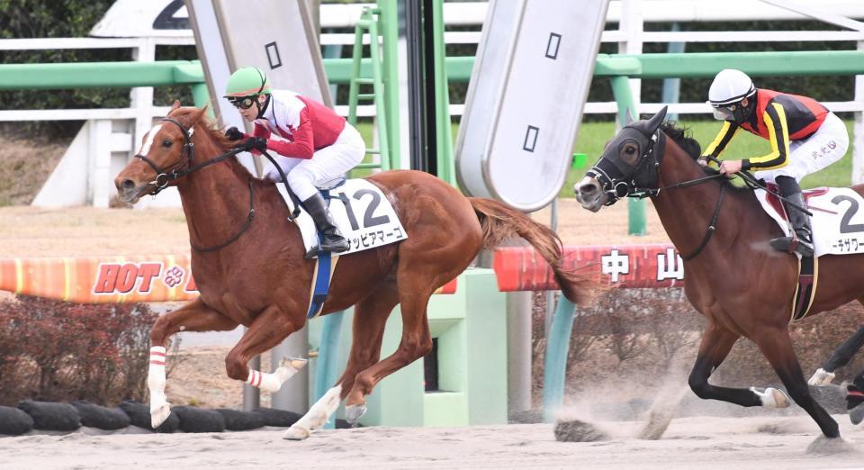 　２歳新馬戦を制したサッビアマーゴ（左）（撮影・園田高夫）