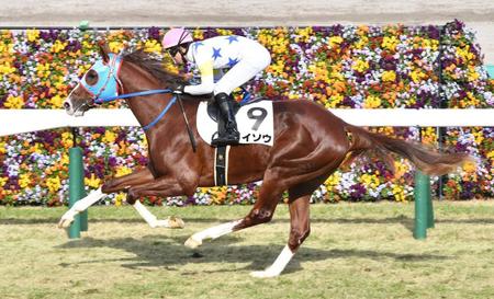 　阪神５Ｒ新馬戦を制したタイソウ（撮影・佐々木彰尚）