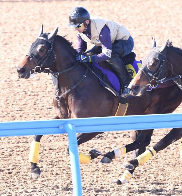 【危険な人気馬】中山11Ｒ出走の無敗馬　過去２回は少頭数　もまれる競馬に課題も