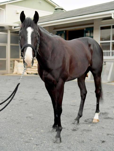 【POG】ラジョーネ、堅実に勝ち上がる血統 渡辺師「乗り味がいい」