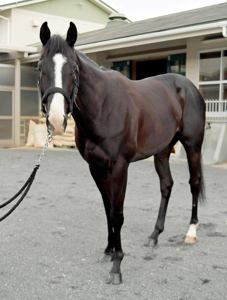 　ダイワメジャー産駒のラジョーネ