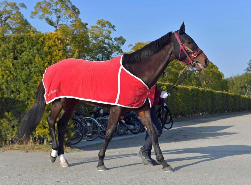 　重賞にチャレンジする良血馬ダンスディライト（撮影・石湯恒介）