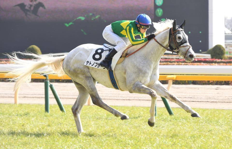 既走馬相手に鮮やかにデビュー勝ちを飾ったサトノブラーヴ