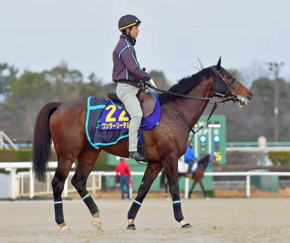 　運動するワンダーリーデル＝撮影・石湯恒介