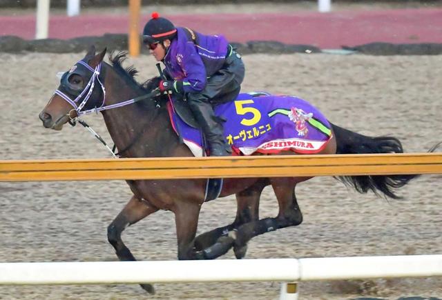 【フェブラリーＳ】オーヴェルニュ勢い十分　昨秋から急成長、陣営も胸張る仕上がり