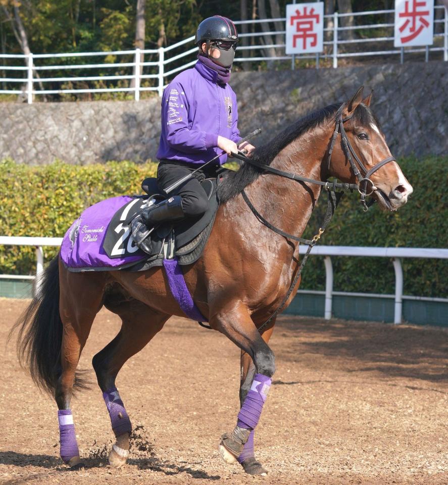 阪神の危険な人気馬 阪神１１ｒ ルペルカーリア 競馬 レース デイリースポーツ Online