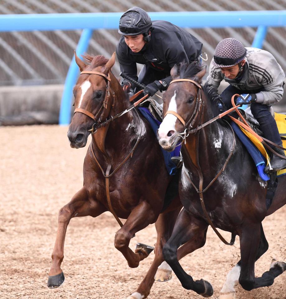 　併せ馬で態勢を整えたサリオス（左）＝撮影・園田高夫