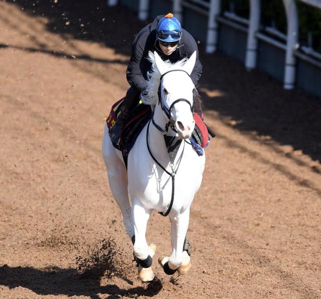 阪神 中山の危険な人気馬 阪神１１ｒ ソダシ 競馬 レース デイリースポーツ Online