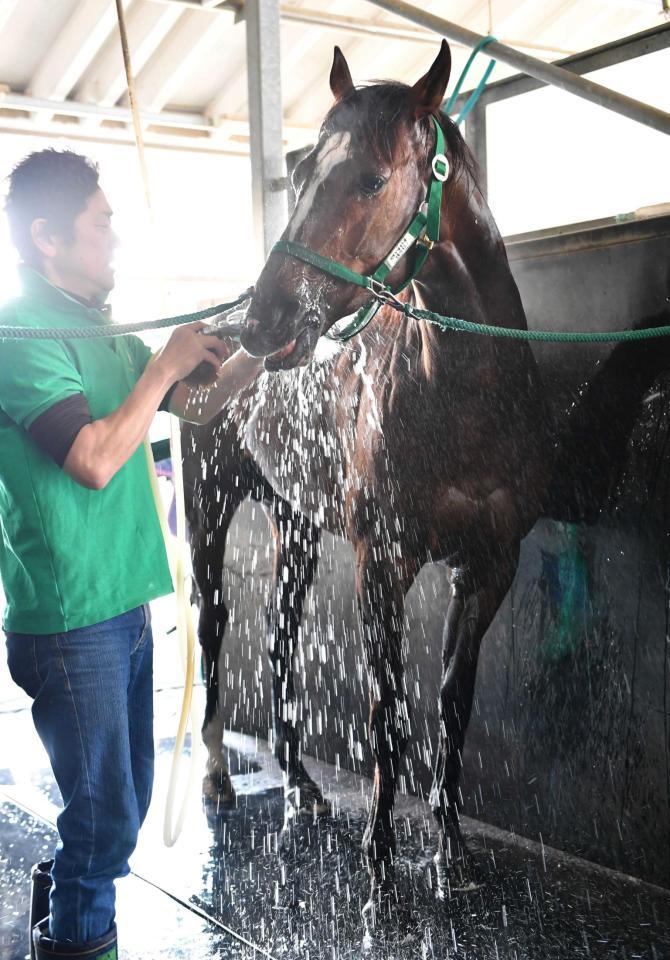 天皇賞 アリストテレス逆襲だ ルメール６連続盾制覇へ モチベーション高い 競馬 レース デイリースポーツ Online