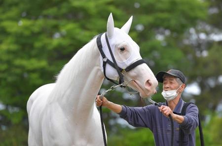 　２冠に向けて前途洋々のソダシ